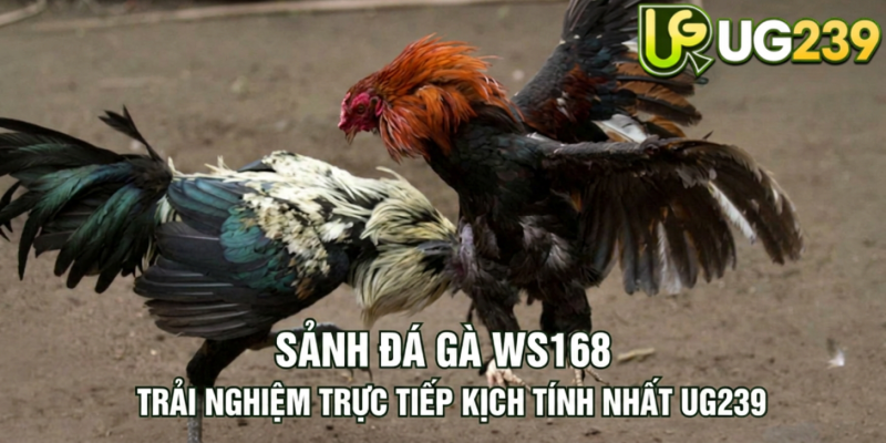Tin tức